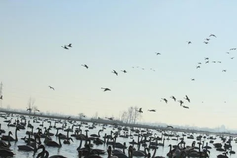 Swans lake Stock Photos