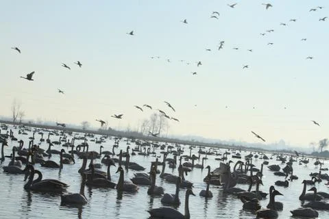 Swans lake Stock Photos