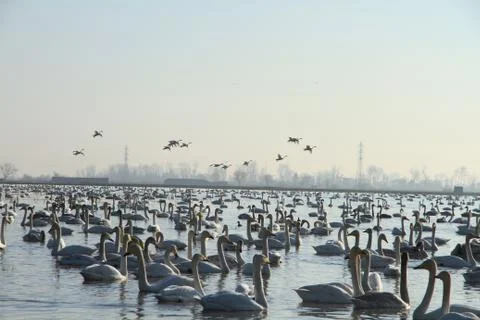 Swans lake Stock Photos