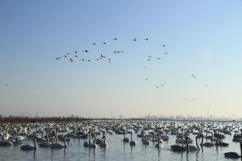 Swans lake Stock Photos