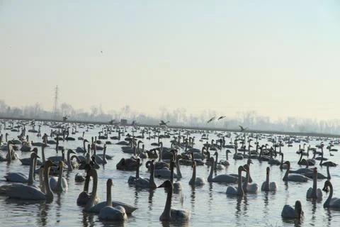 Swans lake Stock Photos