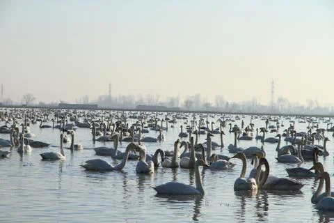 Swans lake Stock Photos