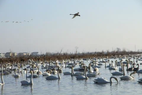 Swans lake Stock Photos