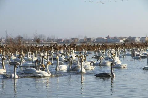 Swans lake Stock Photos