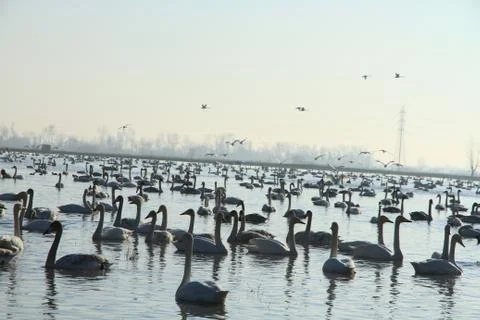 Swans lake Stock Photos