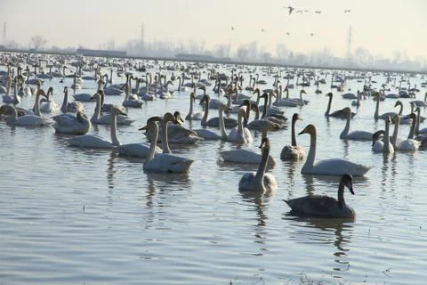 Swans lake Stock Photos