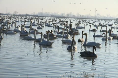 Swans lake Stock Photos