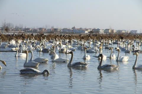 Swans lake Stock Photos