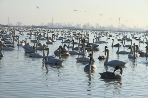 Swans lake Stock Photos