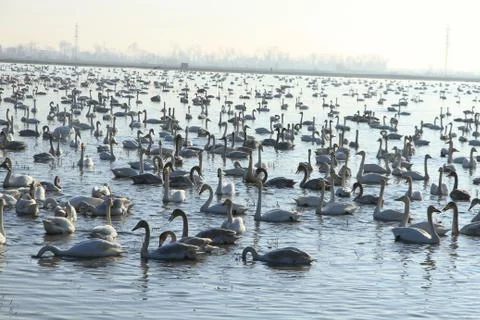 Swans lake Stock Photos