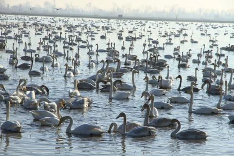 Swans lake Stock Photos