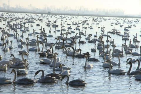 Swans lake Stock Photos
