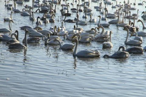 Swans lake Stock Photos