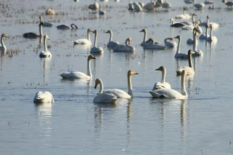 Swans lake Stock Photos