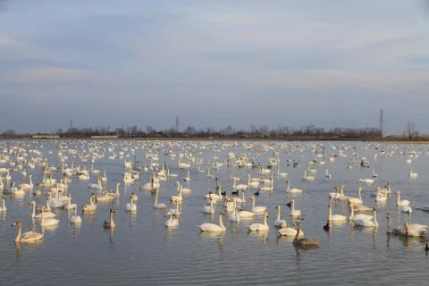 Swans lake Stock Photos