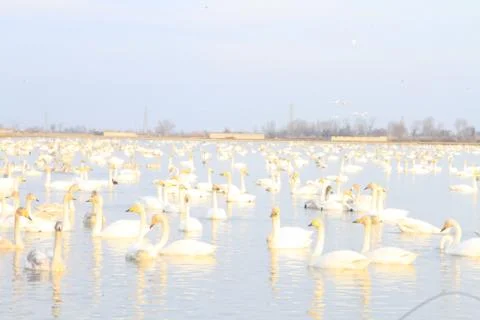 Swans lake Stock Photos