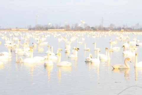 Swans lake Stock Photos