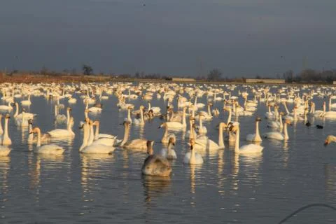 Swans lake Stock Photos