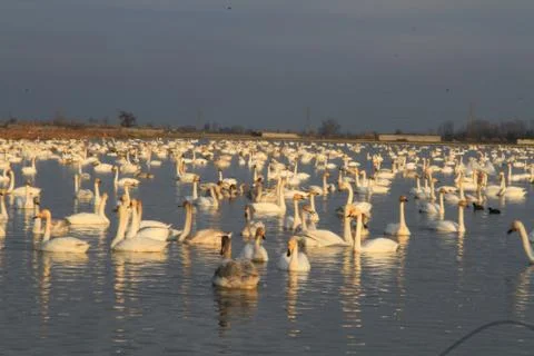 Swans lake Stock Photos