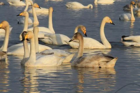 Swans lake Stock Photos