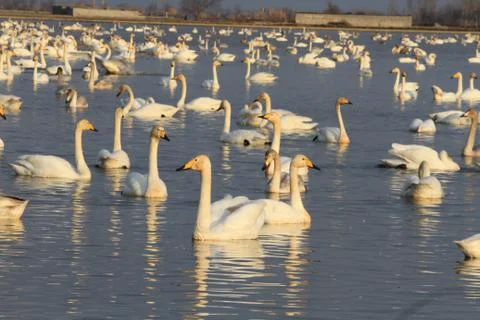 Swans lake Stock Photos