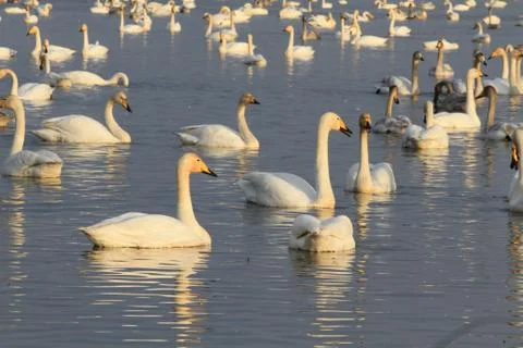 Swans lake Stock Photos