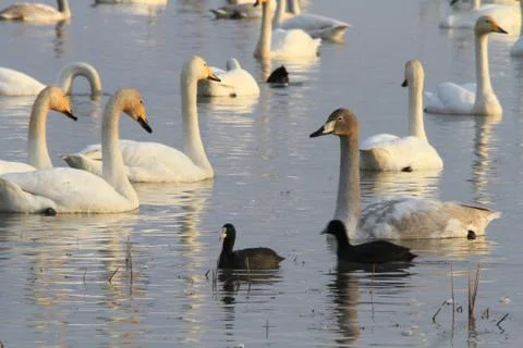 Swans lake Stock Photos