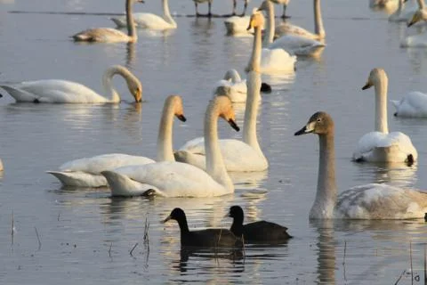 Swans lake Stock Photos