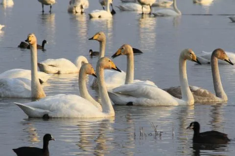 Swans lake Stock Photos