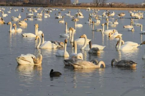 Swans lake Stock Photos