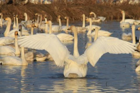 Swans lake Stock Photos
