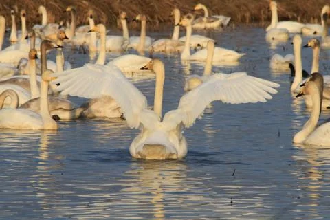Swans lake Stock Photos