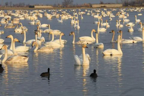 Swans lake Stock Photos
