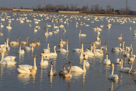 Swans lake Stock Photos
