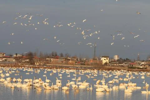 Swans lake Stock Photos