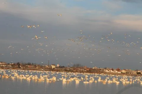 Swans lake Stock Photos