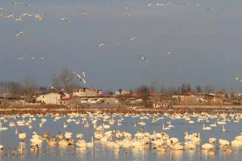 Swans lake Stock Photos