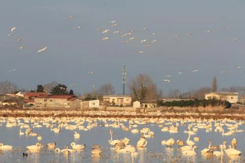 Swans lake Stock Photos