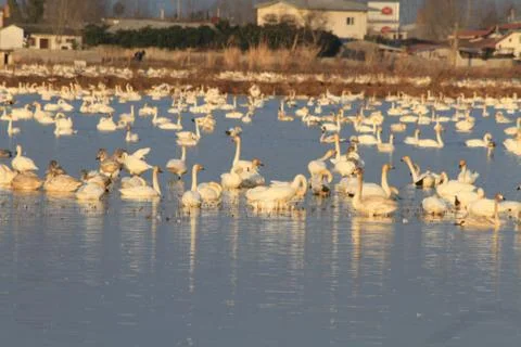 Swans lake Stock Photos
