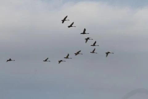 Swans lake Stock Photos