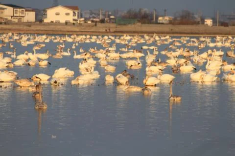Swans lake Stock Photos