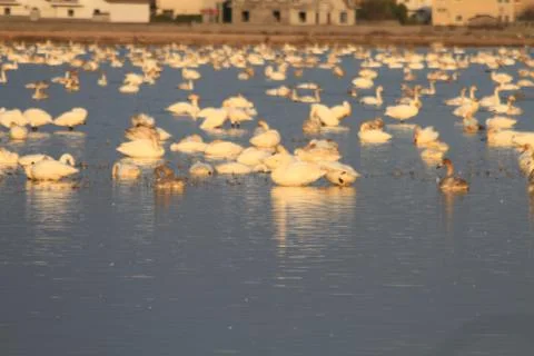 Swans lake Stock Photos
