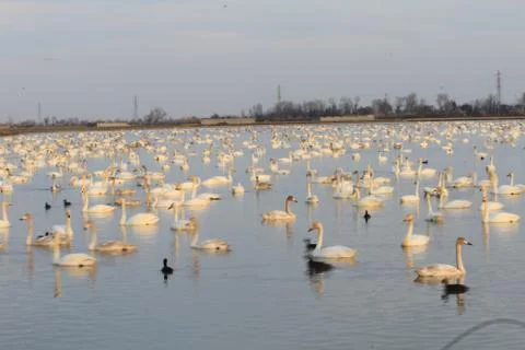 Swans lake Stock Photos