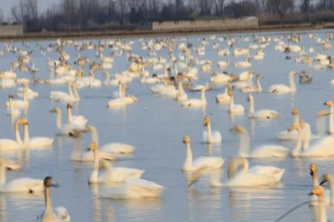 Swans lake Stock Photos