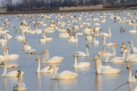 Swans lake Stock Photos