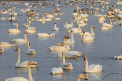 Swans lake Stock Photos