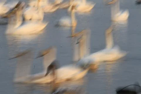 Swans lake Stock Photos