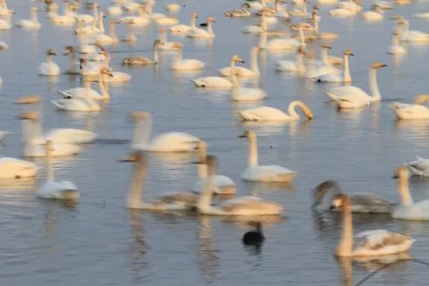 Swans lake Stock Photos