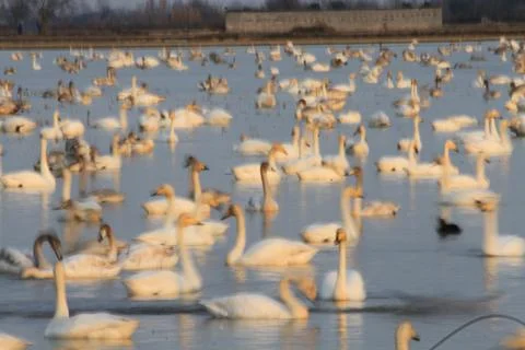 Swans lake Stock Photos