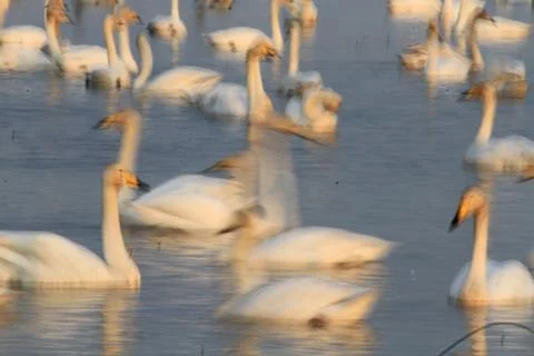 Swans lake Stock Photos
